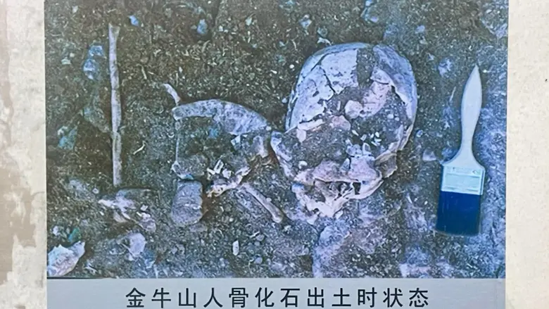 Yingkou Jinniushan Site: A 260,000-Year Legacy That Fills a Critical Gap in Human Evolution