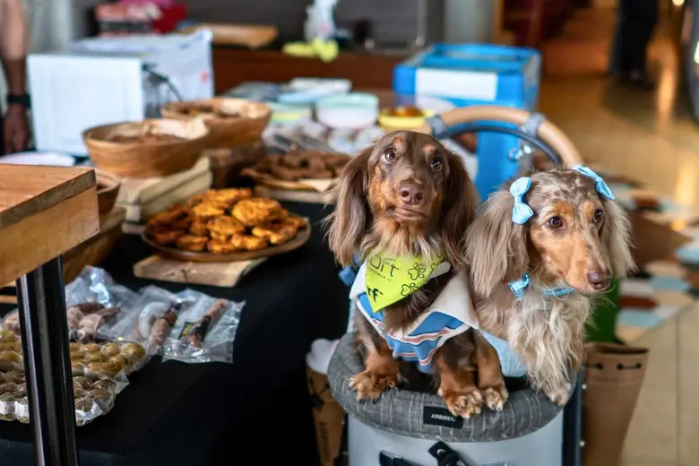 Animal Are Fun at Aloft Bangkok Sukhumvit 11 brings you Sunday Brunch & Bark — where dogs brunch for free and tails never stop wagging.