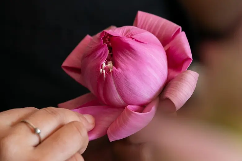 Centara Grand at CentralWorld Presents the Story of Thai Cuisine "From Lotus Root to Lotus Blossom"