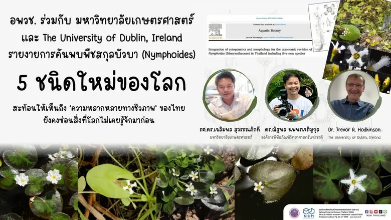 นักวิจัย NSM ร่วมค้นพบ "บัวบา" 5 ชนิดใหม่ของโลก ตอกย้ำศักยภาพนักวิจัยไทย และความอุดมสมบูรณ์ของความหลากหลายทางชีวภาพในพื้นที่ชุ่มน้ำ