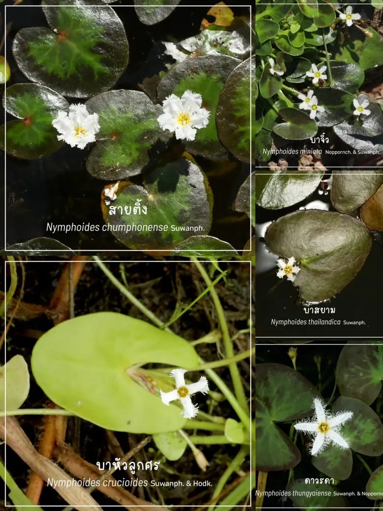 นักวิจัย NSM ร่วมค้นพบ "บัวบา" 5 ชนิดใหม่ของโลก ตอกย้ำศักยภาพนักวิจัยไทย และความอุดมสมบูรณ์ของความหลากหลายทางชีวภาพในพื้นที่ชุ่มน้ำ